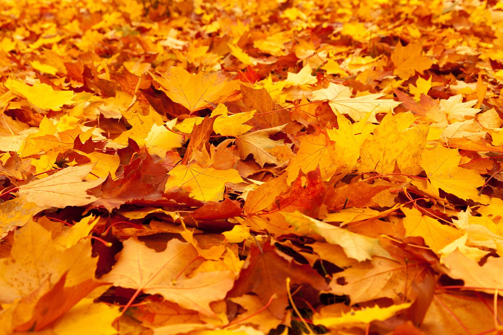 Opens page 'Angebote in den Herbstferien'