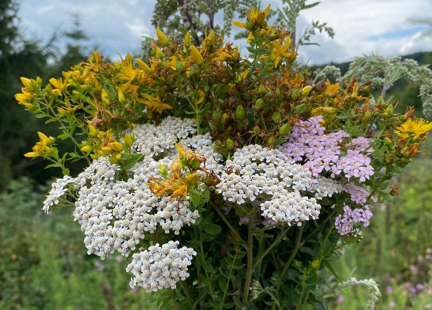 Strauss aus Wildblumen und Kräutern